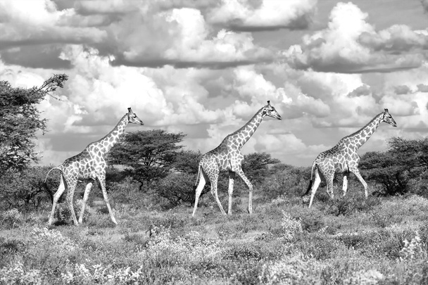 Жирафи ходять по савані
 - Фото, зображення