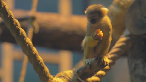 Monkey eat mango - Footage, Video