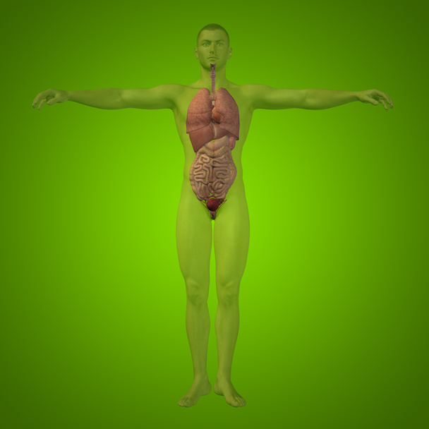 Концепция концептуальной 3D человеческой структуры человека с внутренними органами, пищеварительной, легкой и кровеносной системой на зеленом фоне
 - Фото, изображение