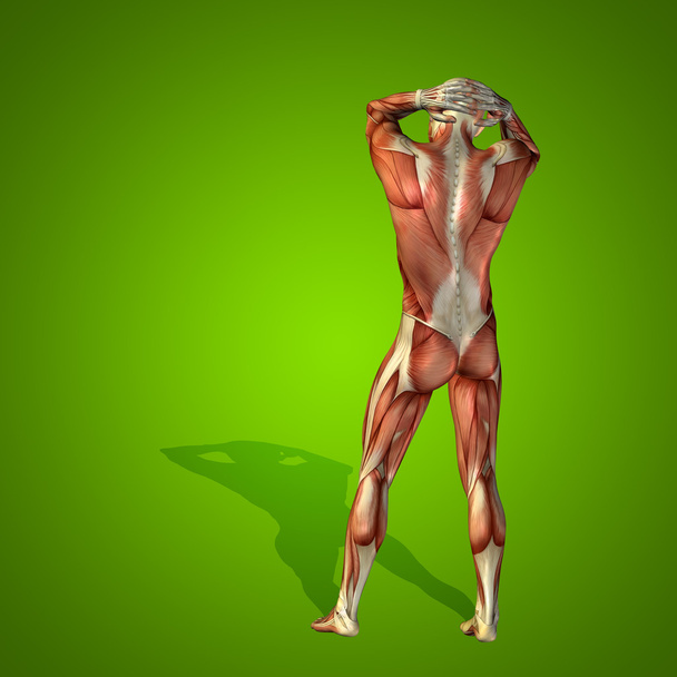筋肉解剖体 - 写真・画像
