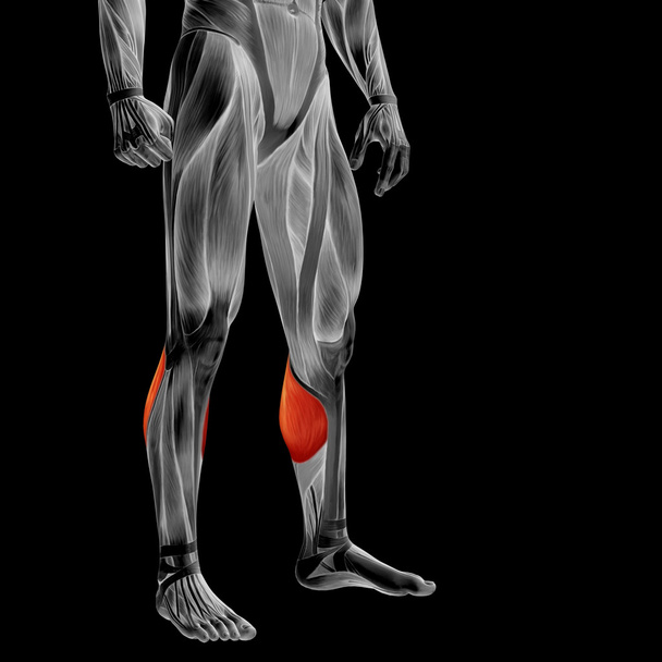 Concept or conceptual 3D human lower leg anatomy or anatomical and muscle isolated on black background - Photo, Image
