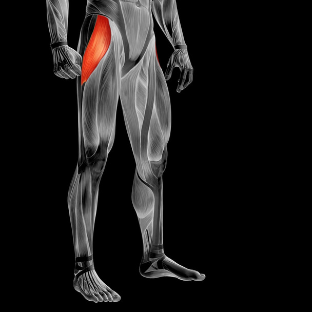 Concept or conceptual 3D human upper leg anatomy or anatomical and muscle isolated on black background - Photo, Image