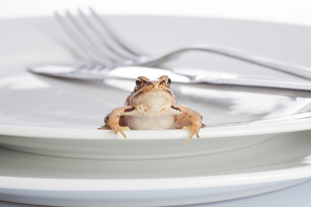 Frog and diner - Foto, Imagen