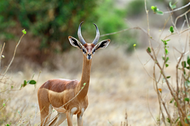 African gazelle gerenuk - Photo, Image