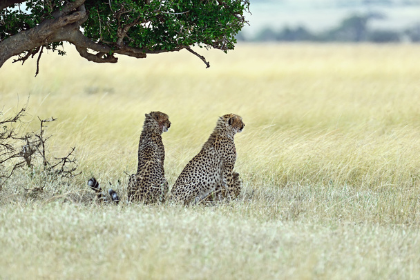 gepardy Masai mara - Zdjęcie, obraz