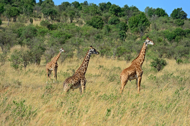 Żyrafa w afrykańskiej sawannie - Zdjęcie, obraz