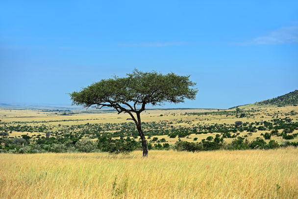 De boom in de Afrikaanse savanne - Foto, afbeelding