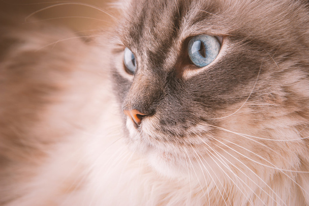 portret van een huiskat - Foto, afbeelding