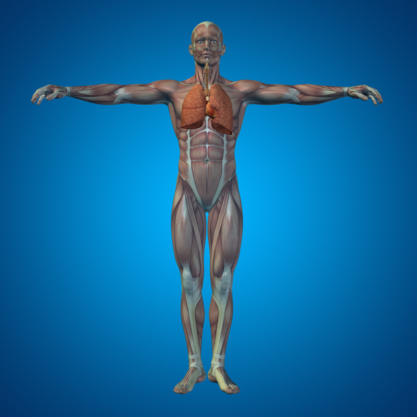 ανθρώπινο αναπνευστικό σύστημα - Φωτογραφία, εικόνα