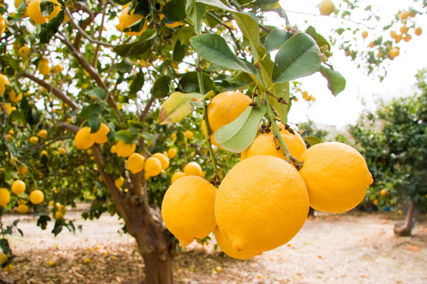 Ağaçtaki limon meyvesi. Pomos, paphos bölgesi, Kıbrıs Adası. - Fotoğraf, Görsel