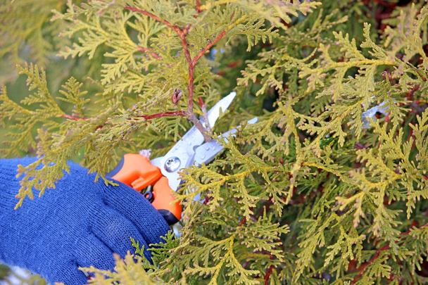 Prořezávání stromů pomocí zahradnické nůžky - Fotografie, Obrázek