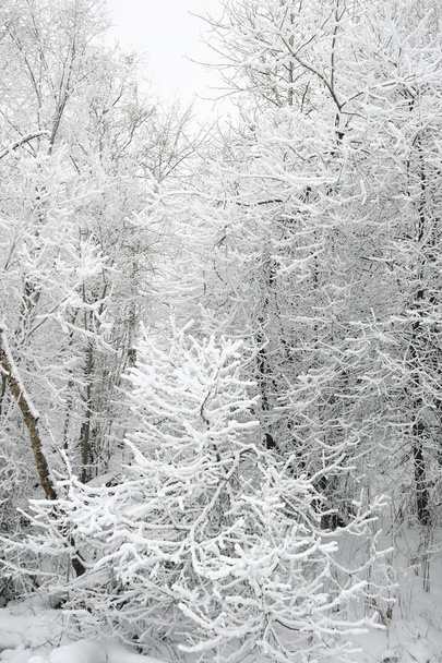 Winter landscape with snow covered trees. - Φωτογραφία, εικόνα