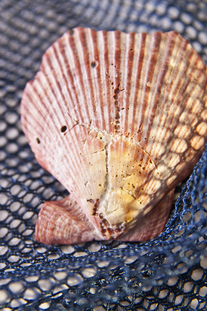 Old Sea Shell on Net - Photo, Image