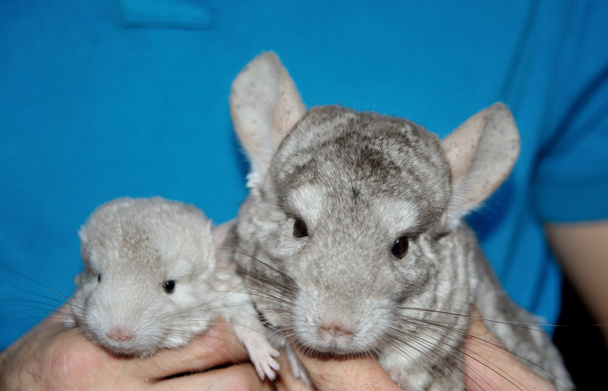 Beige chinchilla with her cute babie - Photo, Image
