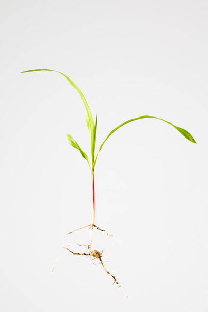 Сеянцы кукурузы
 - Фото, изображение