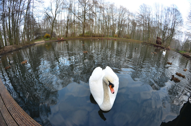 Swan - lord of the pond - Photo, Image
