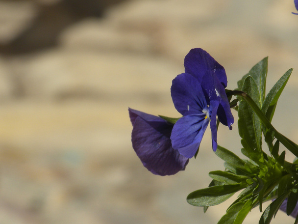 Violetit kukat
 - Valokuva, kuva