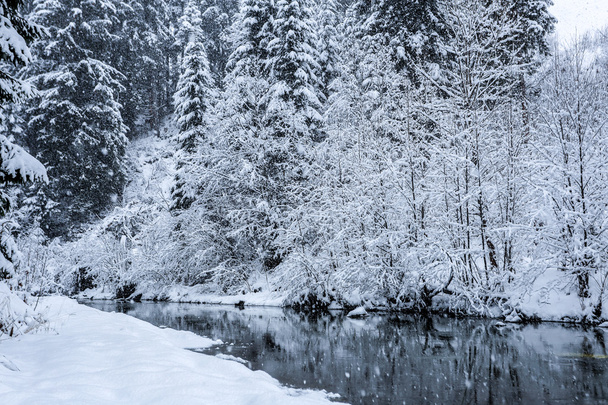 Fluss und schneebedeckte Bäume im Wald - Foto, Bild