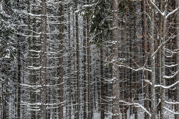 Texture of the snow-covered tree trunk - Φωτογραφία, εικόνα
