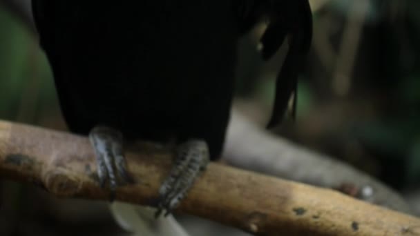 Rhyticeros es un género de hornbills medianos a grandes
 - Metraje, vídeo