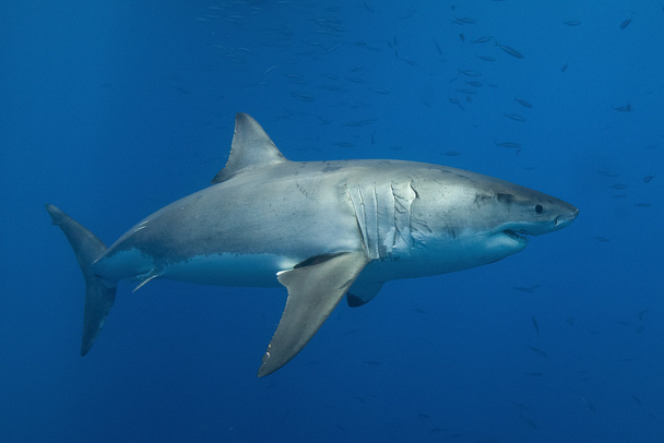 Μεγάλος λευκός καρχαρίας - Φωτογραφία, εικόνα