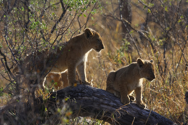 Леви в Ботсвані.
 - Фото, зображення