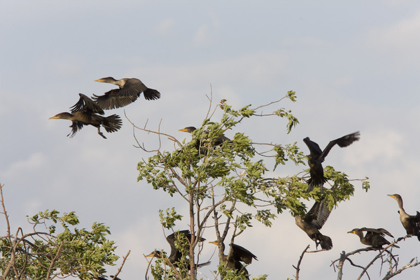 kormorany w saskatchewan drzewo - Zdjęcie, obraz