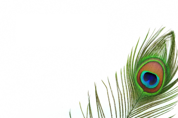 Détail de l'oeil de plume de paon
 - Photo, image