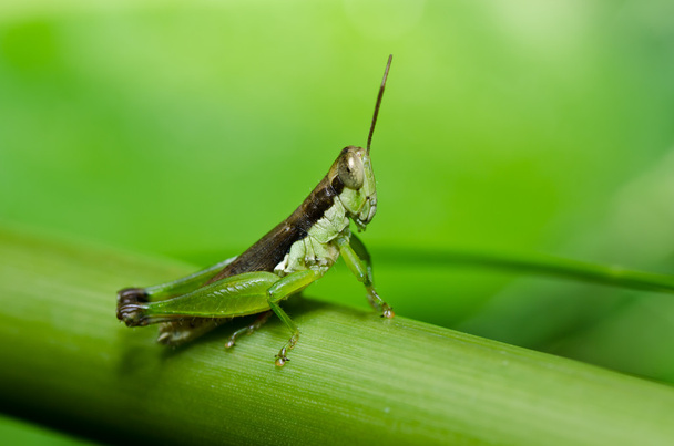 ακρίδα στην καταπράσινη φύση - Φωτογραφία, εικόνα