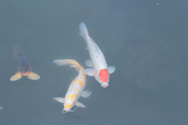  Koikarpit uivat lammessa
 - Valokuva, kuva