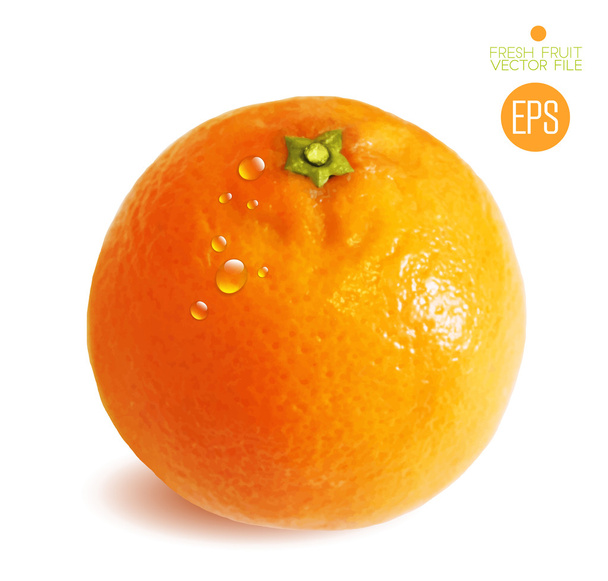 Naranja fresca mojada - Vector, imagen