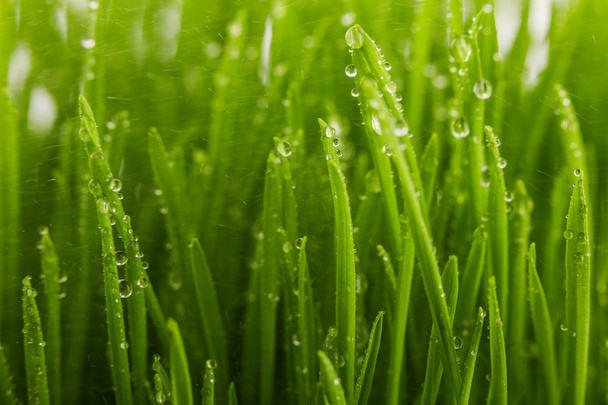 A zöld fű reggel, tavaszi koncepció vízcseppek - Fotó, kép