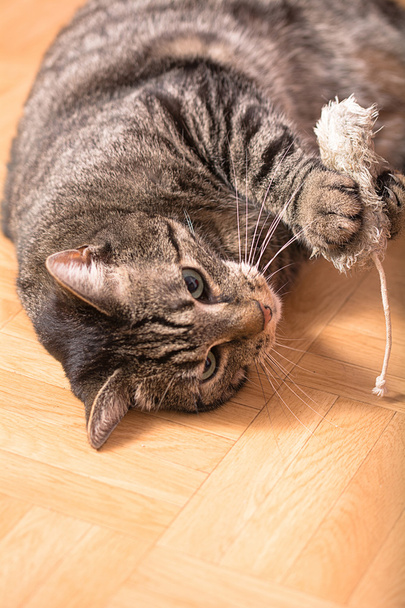 Bir kedi kürk fareyle oynar - Fotoğraf, Görsel