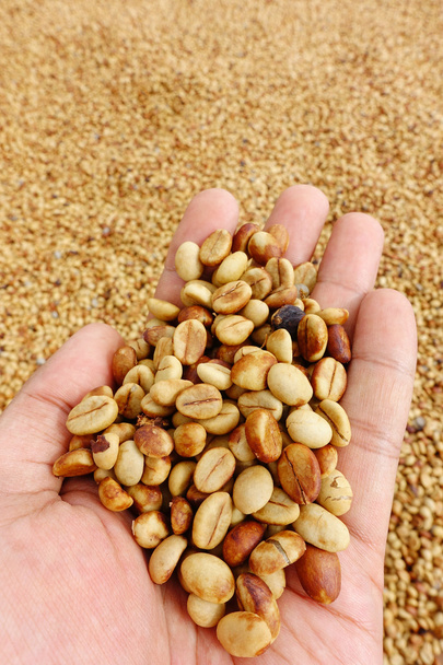 Зелені кавові зерна в руці
 - Фото, зображення