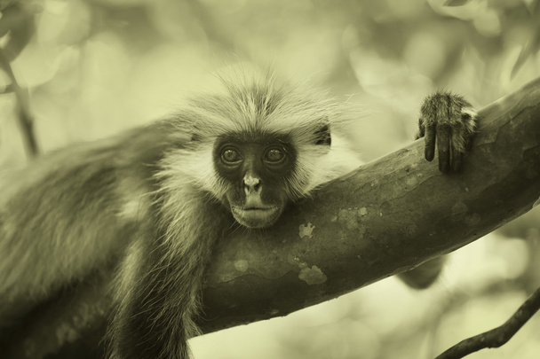 Black-and-white colobus monkey - Foto, afbeelding