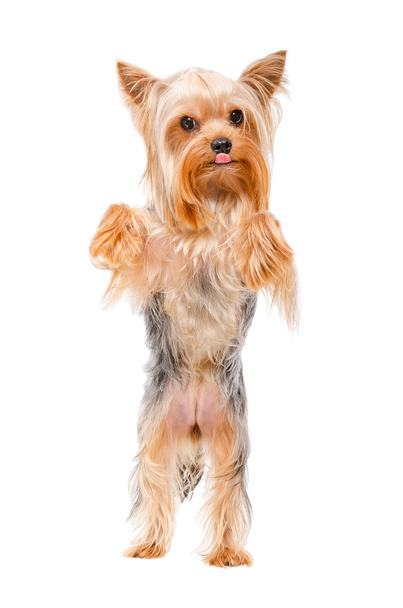 Yorkshire terrier standing on his hind legs - Photo, Image