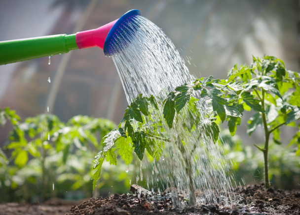トマト苗に水をまく - 写真・画像