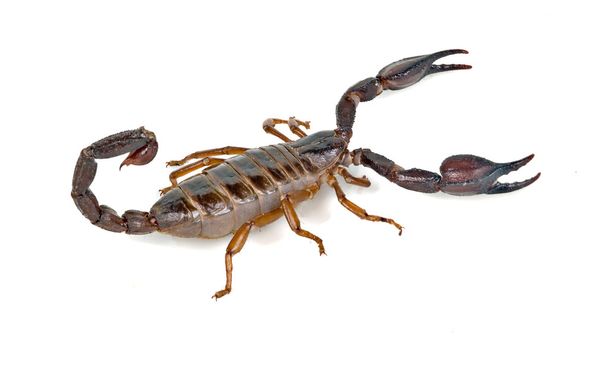 escorpión aislado sobre fondo blanco - Foto, Imagen