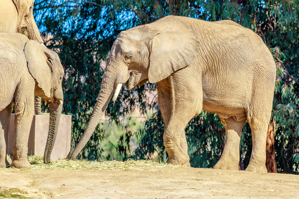 mannelijke Afrikaanse olifant - Foto, afbeelding