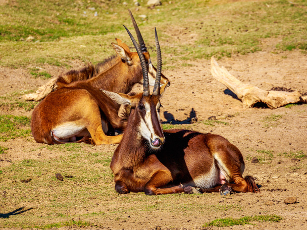 Antilopa Vraná skupina - Fotografie, Obrázek