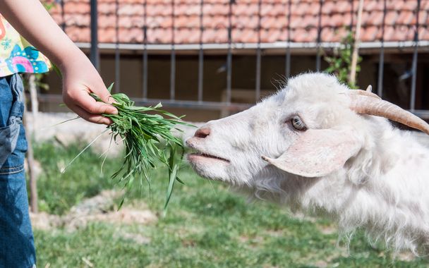 hand feeding a goat - Zdjęcie, obraz