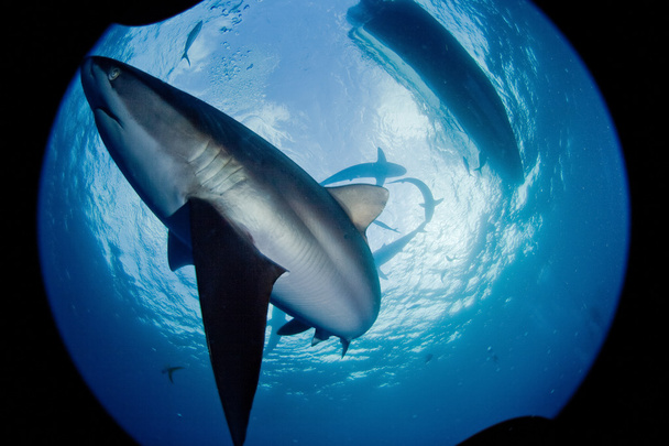 Tubarão, imagem subaquática
 - Foto, Imagem