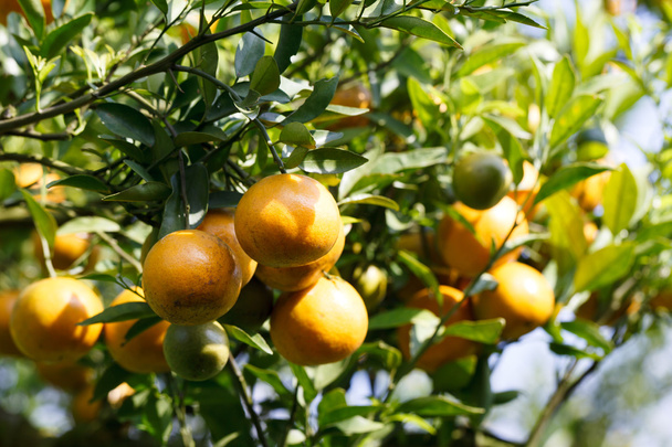 pomarańczowe drzewa w ogrodzie - Zdjęcie, obraz