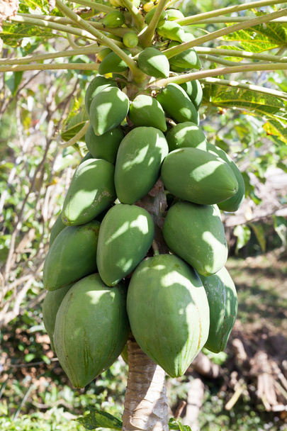 čerstvý papája strom s partou ovoce - Fotografie, Obrázek