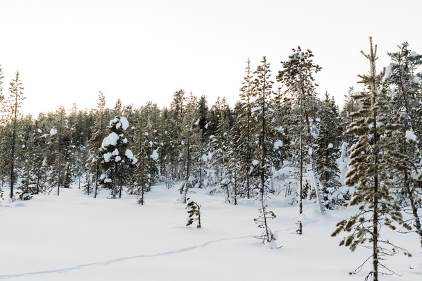 Téli táj Kiruna Lapland, Svédország - Fotó, kép