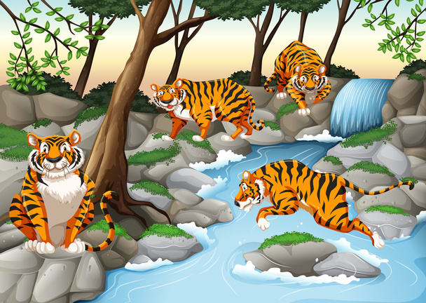 Quatre tigres vivant au bord de la rivière
 - Vecteur, image