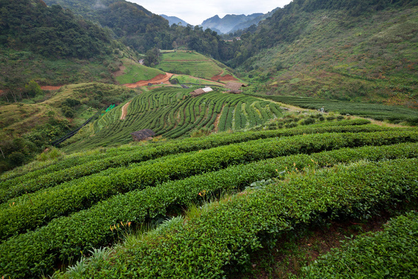 Plantación de té en Doi Ang Khang, Chiang Mai, Tailandia
 - Foto, imagen