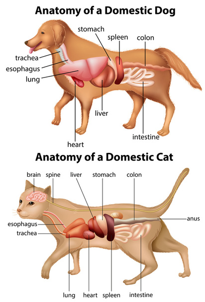 Anatomy of domestic dog and cat - Vector, Image