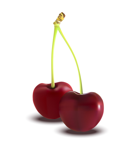 Red Cherry. Illustration of brunch fresh ripe cherry. A couple o - Vector, Image