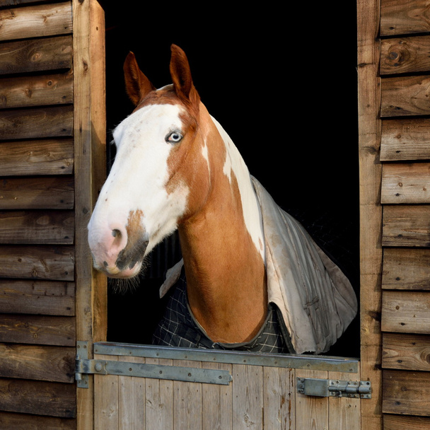Paard in schuur deur - Foto, afbeelding